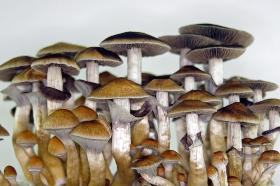 Psilocybe+Cubensis%2C+otherwise+known+as+magic+mushrooms%2C+is+finally+decriminalized+at+the+ending+of+the+United+States+2020+Election.+Oregon+became+the+first+state+to+legalize+remedial+use+of+psilocybin+mushrooms+on+Tuesday%2C+November+4%2C+2020.+