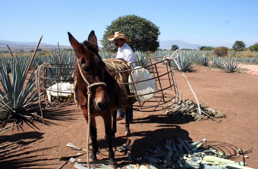 A jimador demonstrates the original, traditional way of bringing the blue agave from the fields: by the workhorse donkey and caged baskets.  Nowadays, the heart of the plant is brought into the distilleries by the truckload.