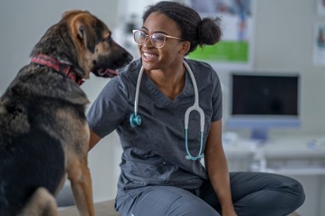 A large breed black and brown dog sits up tall on an exam table while on a visit to the Veterinarian.  He is facing the female Veterinarian of African decent as she pets him and attempts to make him feel comfortable before beginning the exam.