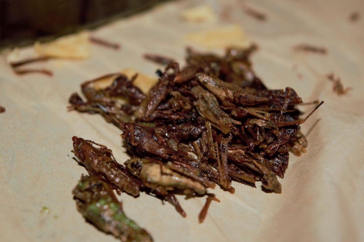 We isolated the chapulines to try them out on their own as a snack rather than a meal. They were bigger than expected.