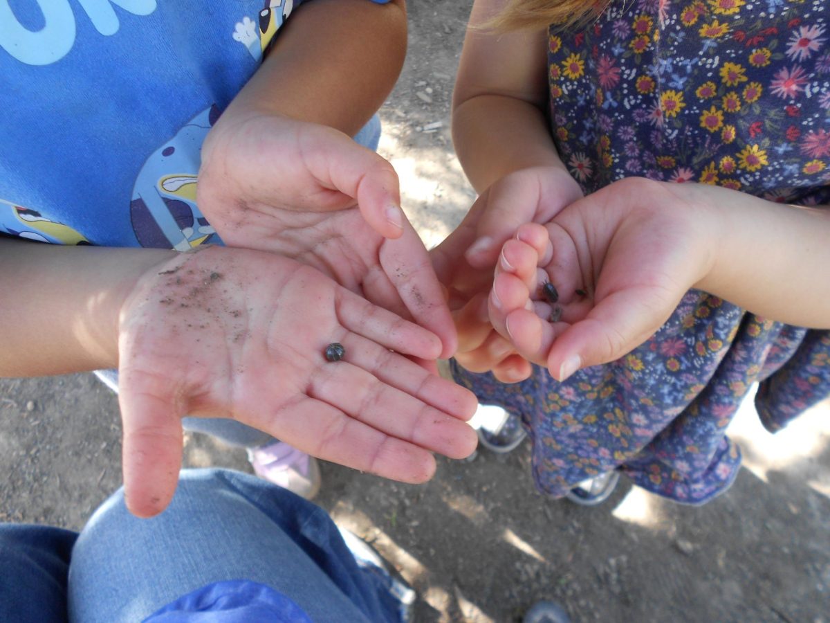 Students show roly poly insects found during outdoor exploration and nature play.